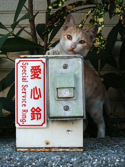 可愛橘貓按鈴討食