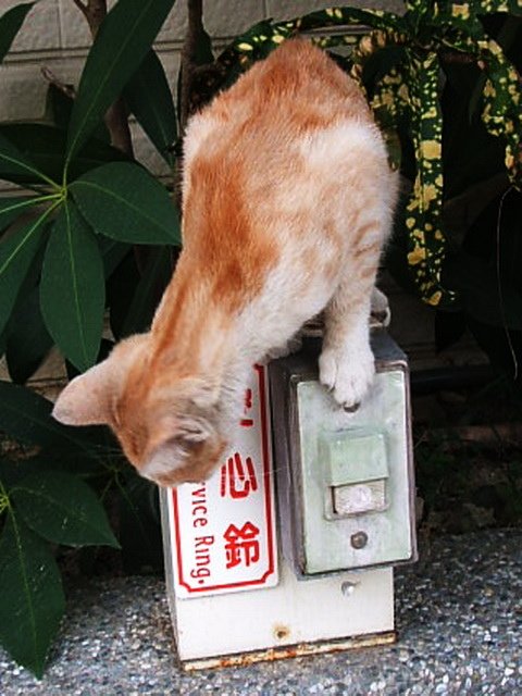 可愛橘貓按鈴討食