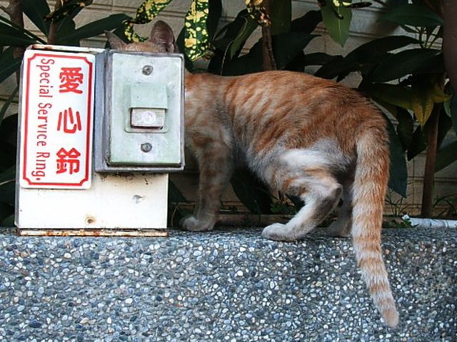 可愛橘貓按鈴討食