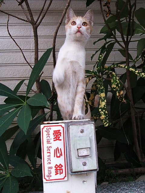 可愛橘貓按鈴討食