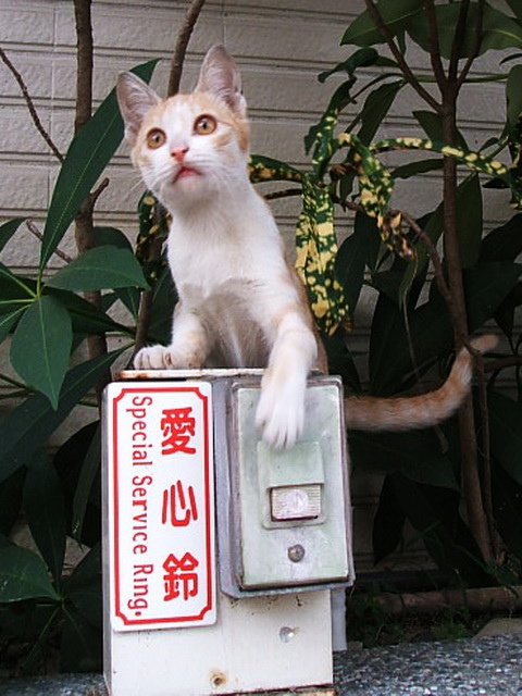 可愛橘貓按鈴討食