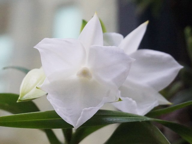 白色石斛蘭