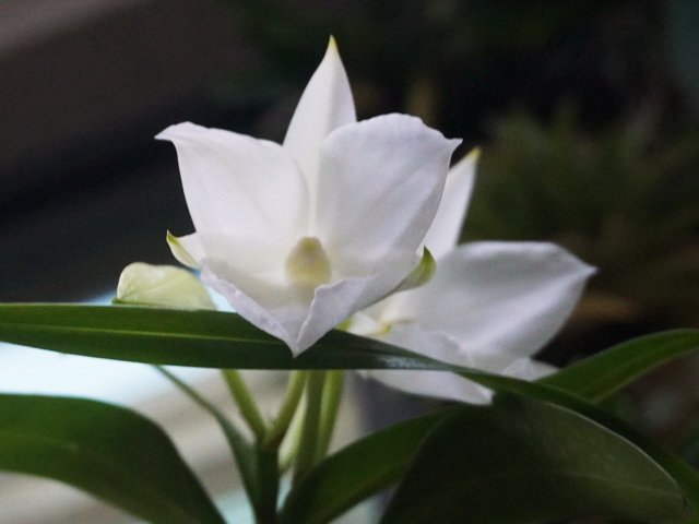 白色石斛蘭