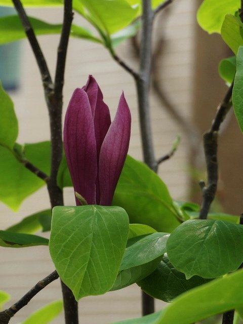 170515花開富貴 (12).jpg