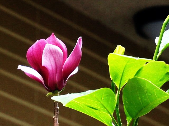 170515花開富貴 (13).jpg