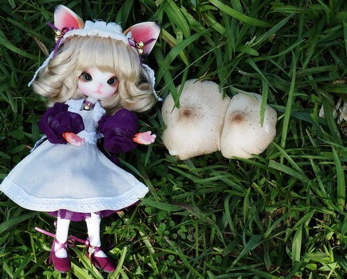 小貓娘尋獲巨大野菇
