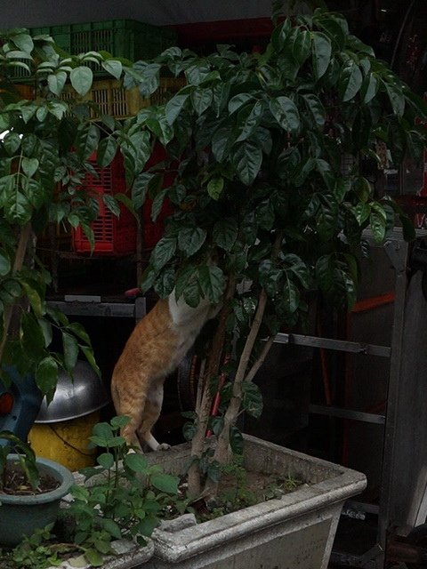 超級躲貓貓