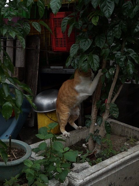 超級躲貓貓
