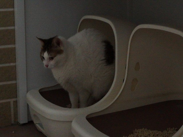 甜甜在新家
