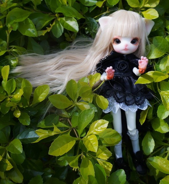 俏皮小貓逛花園