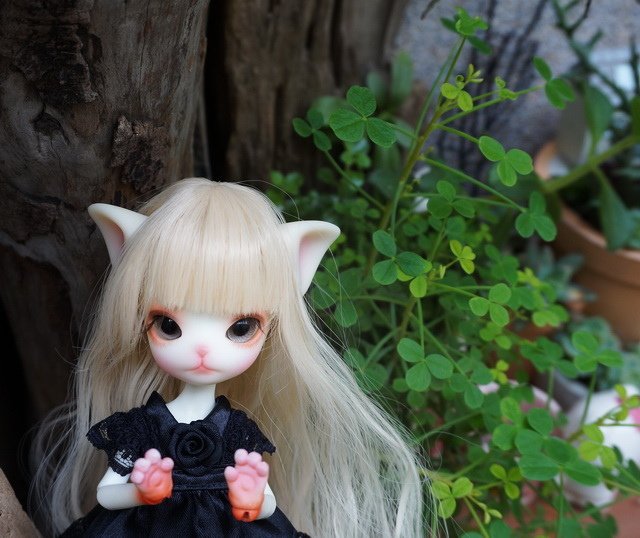 俏皮小貓逛花園