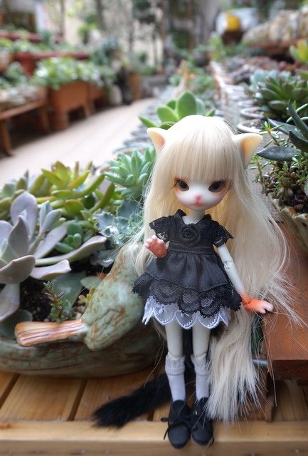 俏皮小貓逛花園