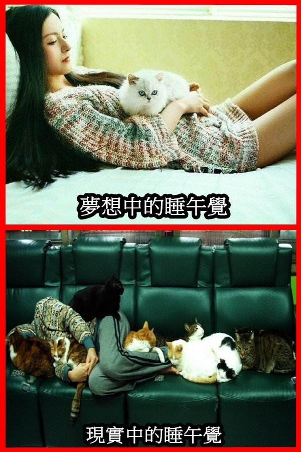 理想中的跟貓午睡