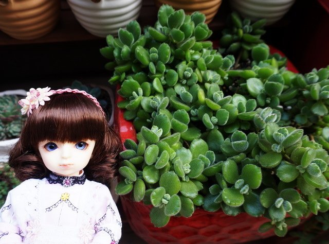 粉紅淑女小蘿莉