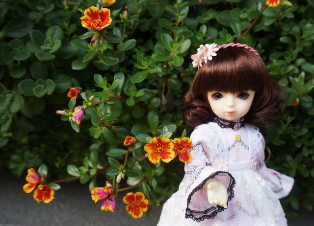 粉紅淑女小蘿莉