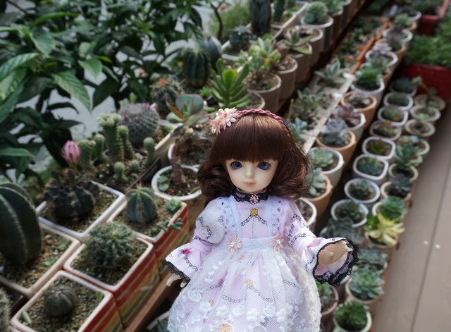粉紅淑女小蘿莉