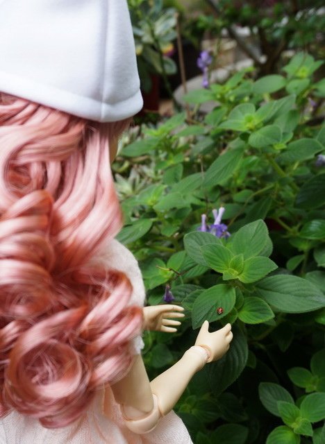 花園抓瓢蟲