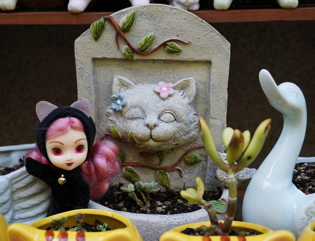 可愛的貓貓與兔兔