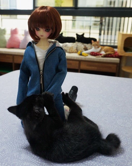 閒來沒事玩貓貓