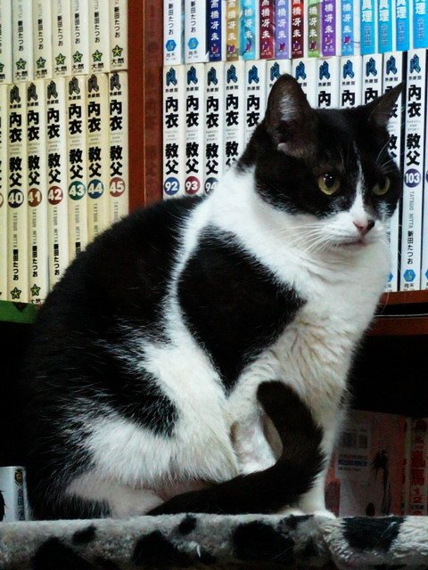 蜜蜜肥嫩嫩