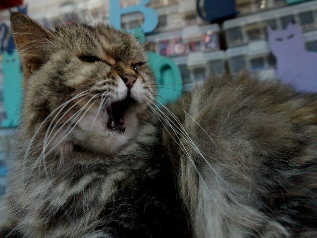 QQ吞了個哈欠
