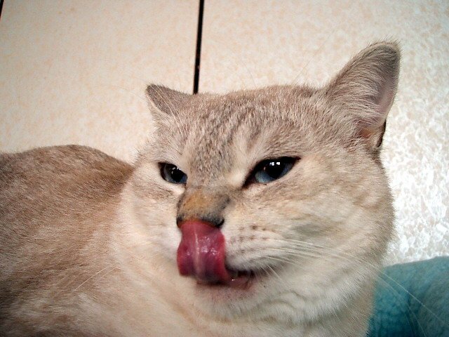 斑斑的冬日暖窩