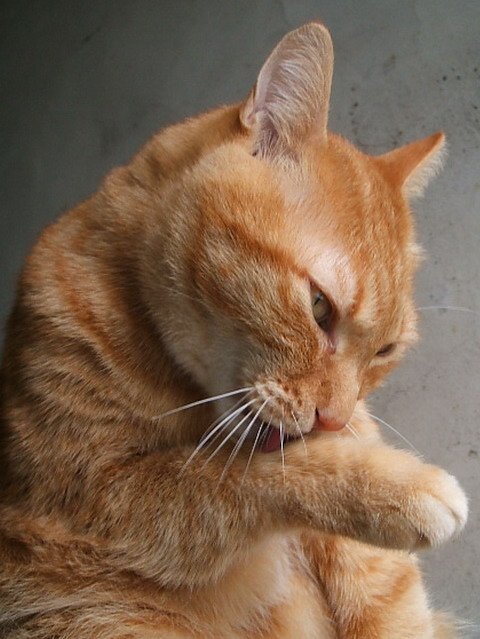 啾啾舔手手