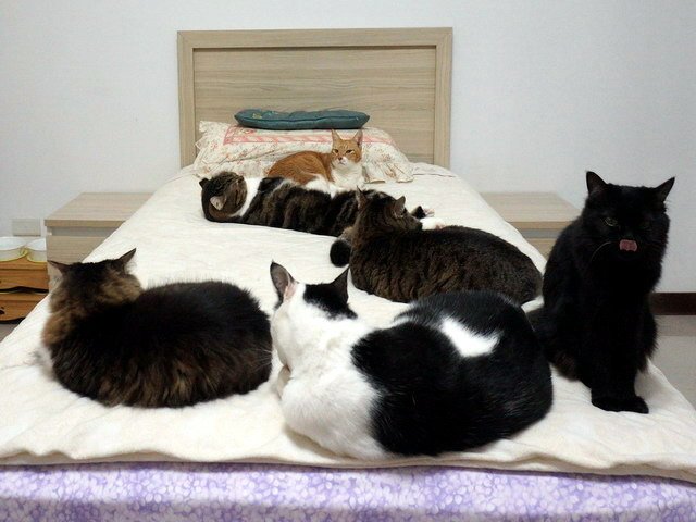 貓咪來暖被