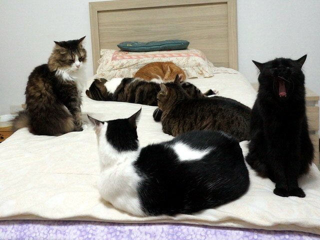 貓咪來暖被