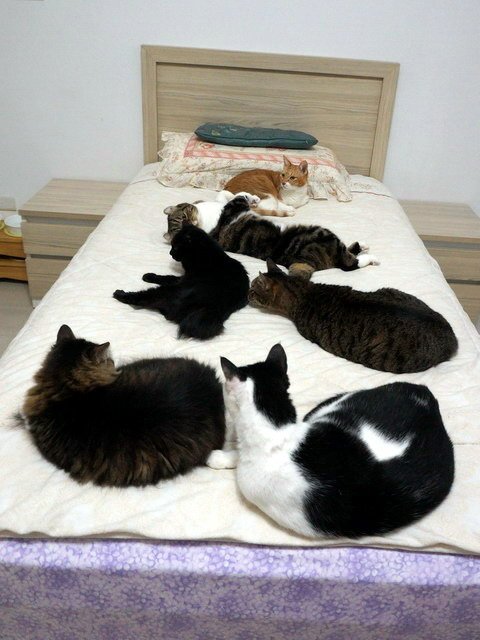 貓咪來暖被