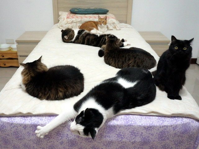 貓咪來暖被