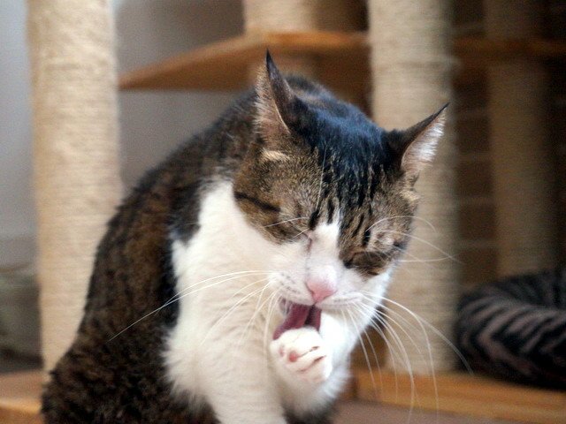 襪襪舔手手