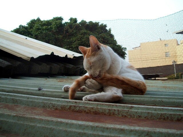 尾巴真好吃