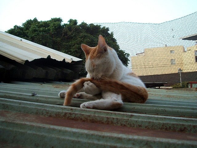 尾巴真好吃