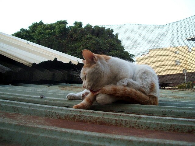 尾巴真好吃