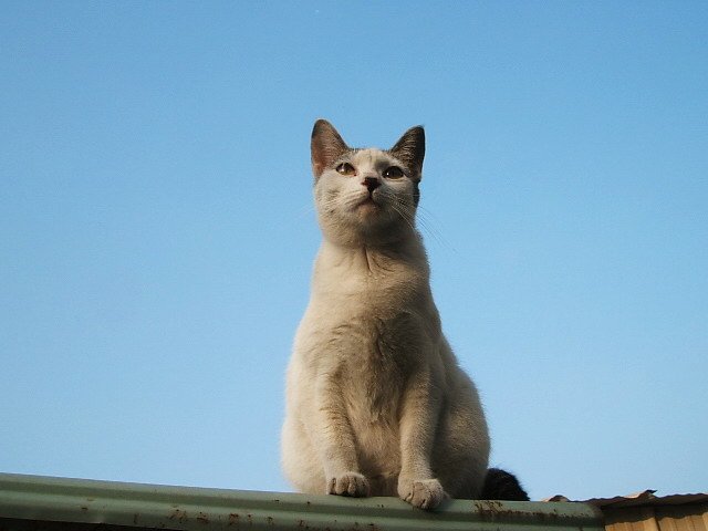 貓在屋頂上