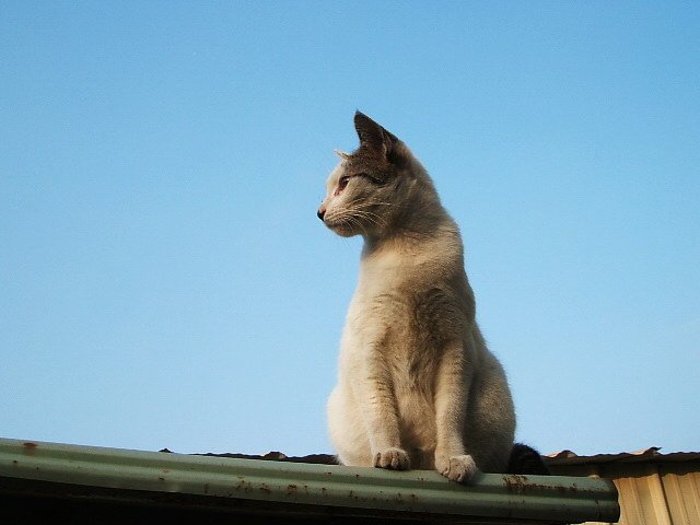 貓在屋頂上