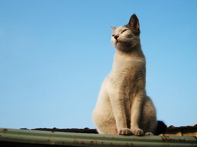 貓在屋頂上