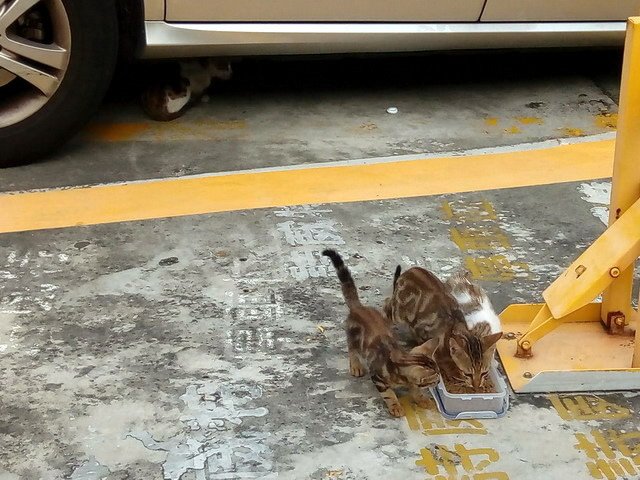 偶遇一家貓