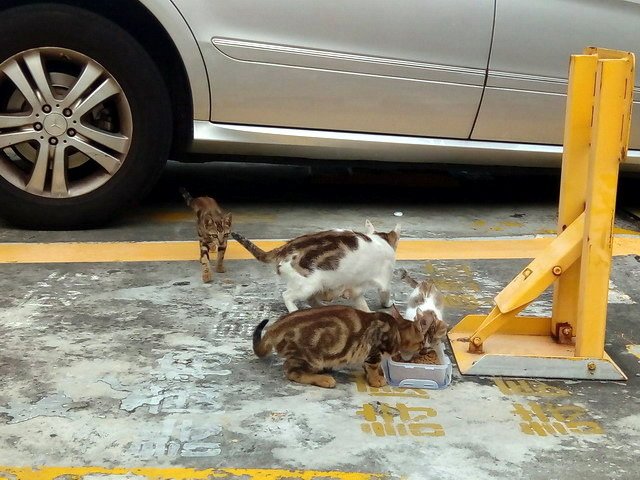 偶遇一家貓