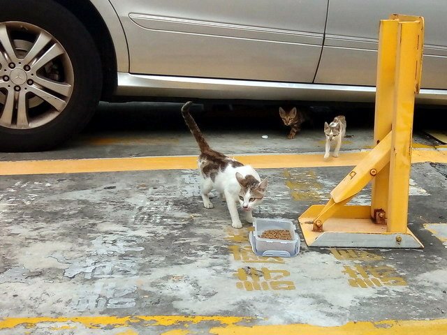 偶遇一家貓