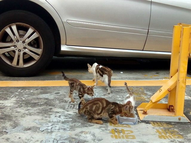 偶遇一家貓