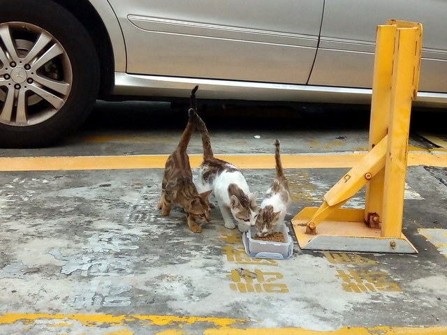 偶遇一家貓