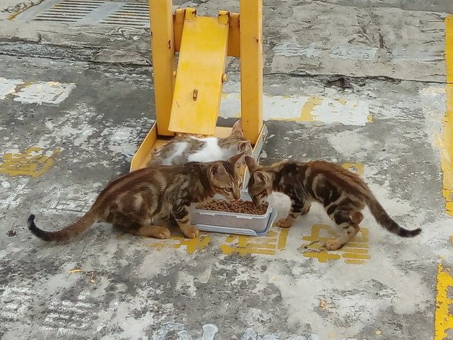 偶遇一家貓
