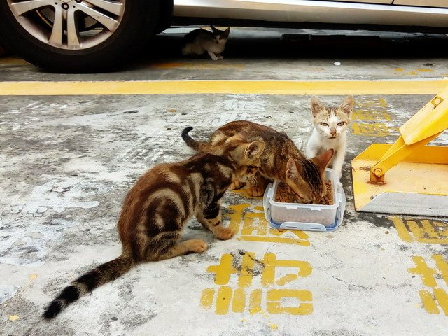 偶遇一家貓