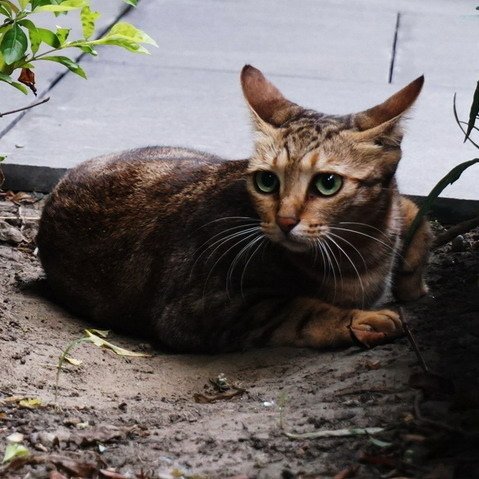 公園中的喵.16