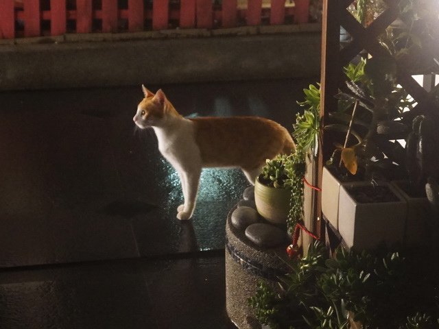 深夜訪客