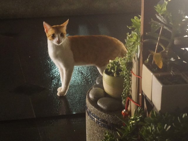 深夜訪客