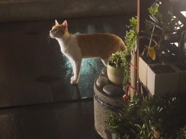 深夜訪客