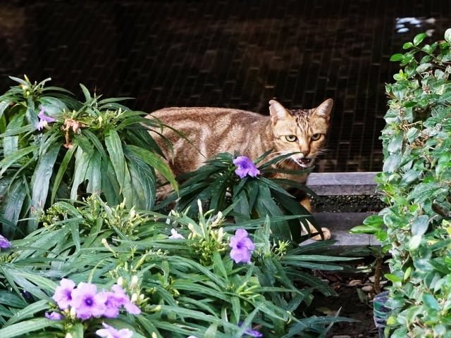 公園中的喵.28